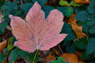 Ahornblatt im Herbst