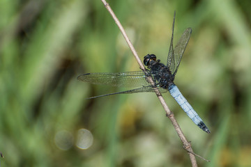 dragonfly on leaf
