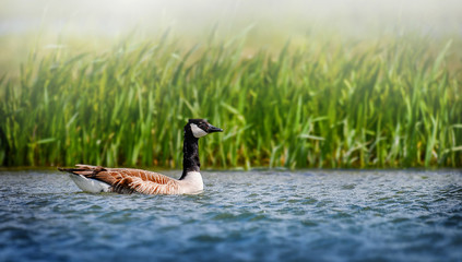 Canada goose big bird in water lake with high green gass in background.