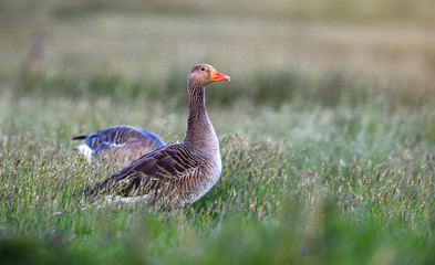 Wild graylag goose on green lawn (Anser anser).