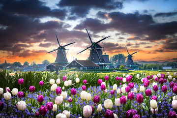 Netherlands landscape with beautifull violet and white tulips flowers. Dutch windmills and houses...
