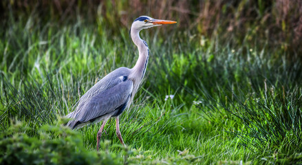 Grey heron on natural habitat in green grass near water river. Ardea cinerea