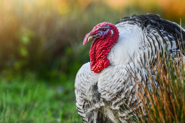 Beautiful domestic adult turkey bird with red head in evening light background on fresh green meadow.