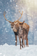 Mooie hertenherten in de zware winter en sneeuwval.