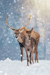 Beautiful stag deer in heavy winter and snowfall.
