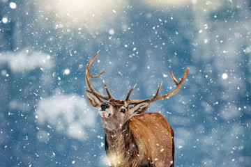 Beautiful stag deer in heavy winter and snowfall.