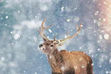 Foto auf Glas Schönes Hirschhirsch im schweren Winter und im Schneefall. © belyaaa
