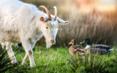 Bearded white goat with horns portrait in natural habitat. Goats and ducks background.