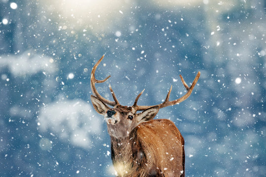Beautiful stag deer in heavy winter and snowfall.