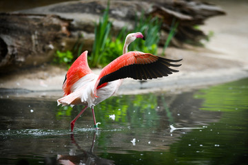 Pink amazing birds Greater Flamingos, Phoenicopterus roseus, in the water with wing spreading. Wildlife natural water habitat location.