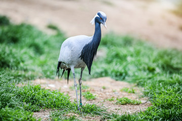 Fototapeta premium Beautiful Bird Demoiselle Crane on green grass. (Anthropoides virgo)