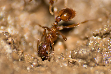Fire Ant at sand after rain