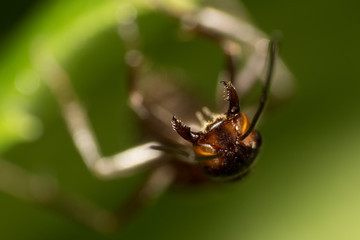 extreme macro - Big black ant claws closeup