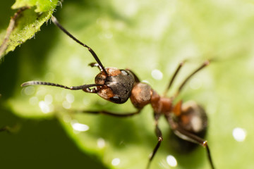 extreme macro - Big black ant closeup