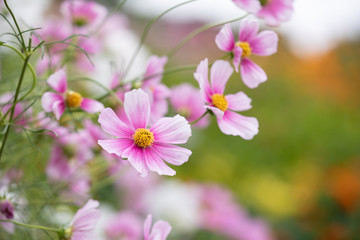 秋の里山に咲くコスモス