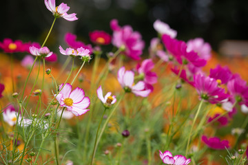 秋の里山に咲くコスモス