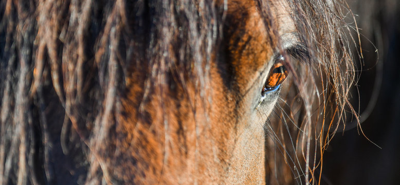 Portrait of beauitful brown horse eye or head detail panorama photo.