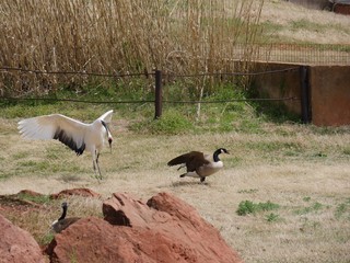 White whooping crane chasing a duck at a park