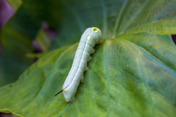 Beautiful caterpillar creeps on big green leaf