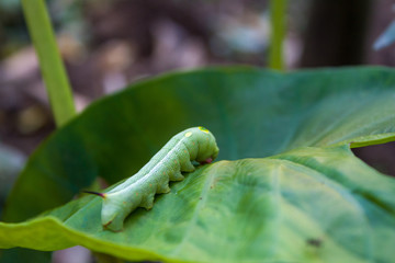 Beautiful caterpillar creeps on big green leaf