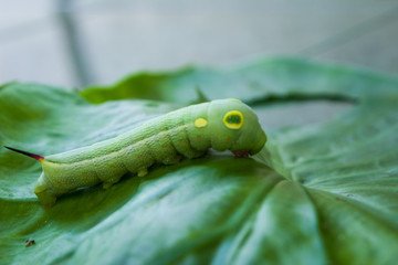 Beautiful caterpillar creeps on big green leaf