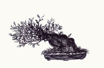 Bonsai tree with a thick trunk. Ink drawing.