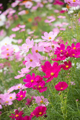 秋の里山に咲くコスモス