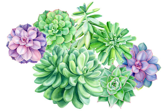 bouquet of tropical plants, succulents on an isolated white background, watercolor botanical illustration