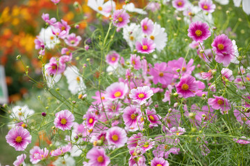 秋の里山に咲くコスモス