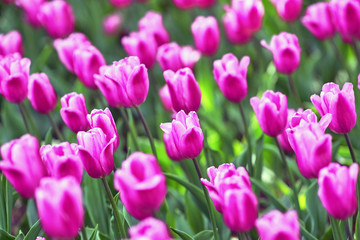 A field of lilac tulips on a sunny day. Tulip variety Miss Elegance. Concept Spring