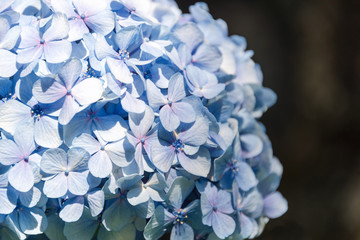 Beautiful blue hydrangea or hortensia flower close up, flower in bloom in spring. Natural background. Blooming Hydrangea macrophylla in the park. Botanical garden of Porto, Portugal