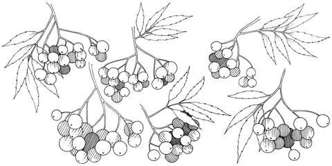 Vector autumn black sorbus plant. Berry plant botanical garden floral foliage. Isolated illustration element.