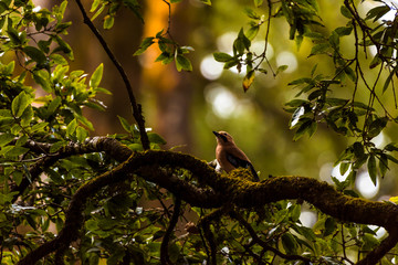 bird on tree