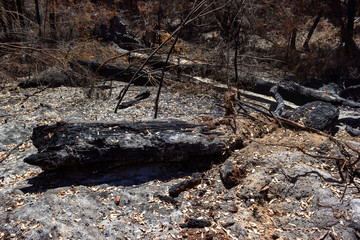 Australian forest after the serious bushfire in Mount Frankland South Natiional Park, near Walpole, Australia
