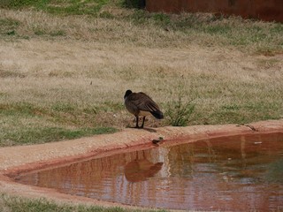 Duck with its back to the pond reflected in the waters