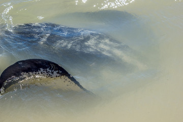 Big black Stingray swimming in the shallow shore at Hamelin Bay, Western Australia