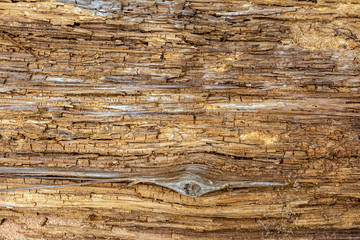 Closeup image of an old wooden board. dry tree trunk with knots. Background. Texture.