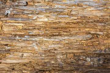 Closeup image of an old wooden board. Shriveled tree trunk. Background. Texture.