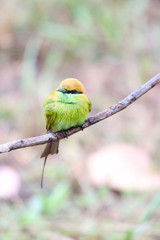 Bee-ester on a branch