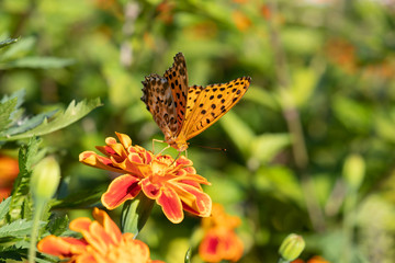 Obraz premium 秋のコスモス畑を飛び交う蝶