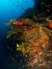 Fototapeta na wymiar blue marine background on the costa brava with corals and macro