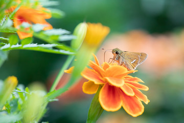 秋のコスモス畑で見つけた蛾