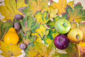 Naklejka na ściany i meble Autumn still life - walnuts, pumpkin and colorful apples on yellow leaf background, flat lay