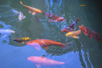 Fancy and colorful carp fish Koi swimming in water garden