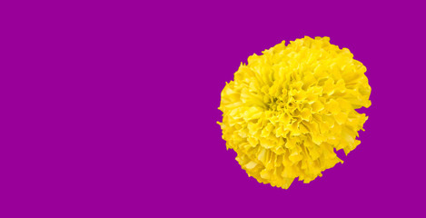 Marigolds blooming on a purple background