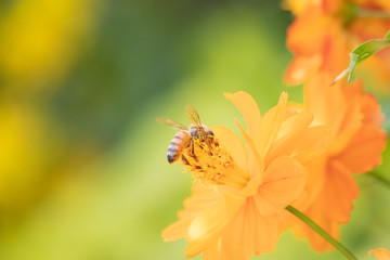 秋のコスモス畑で花の蜜を吸うハチ