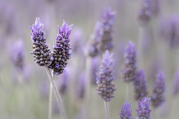 Isolated Lavender, two flowers together isolated from others by shallow depth of field.