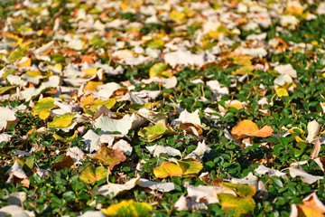 Fallen leaves of the tree in autumn time