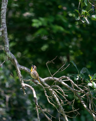 Common Yellow Throat Songbird Singing his Mating Call from a Tall Branch During Summer