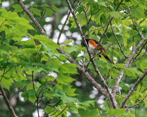 Eastern Towhee Large Sparrow Hides in the Trees Looking for Food and a Nesting Location